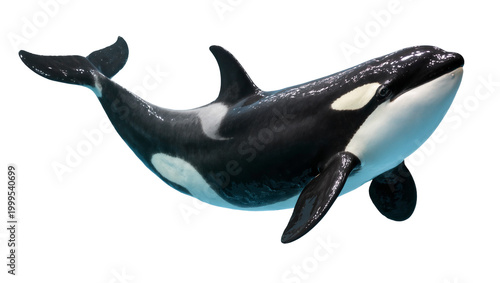 Tableau sur toile Black white Orca whale figurine floating in water