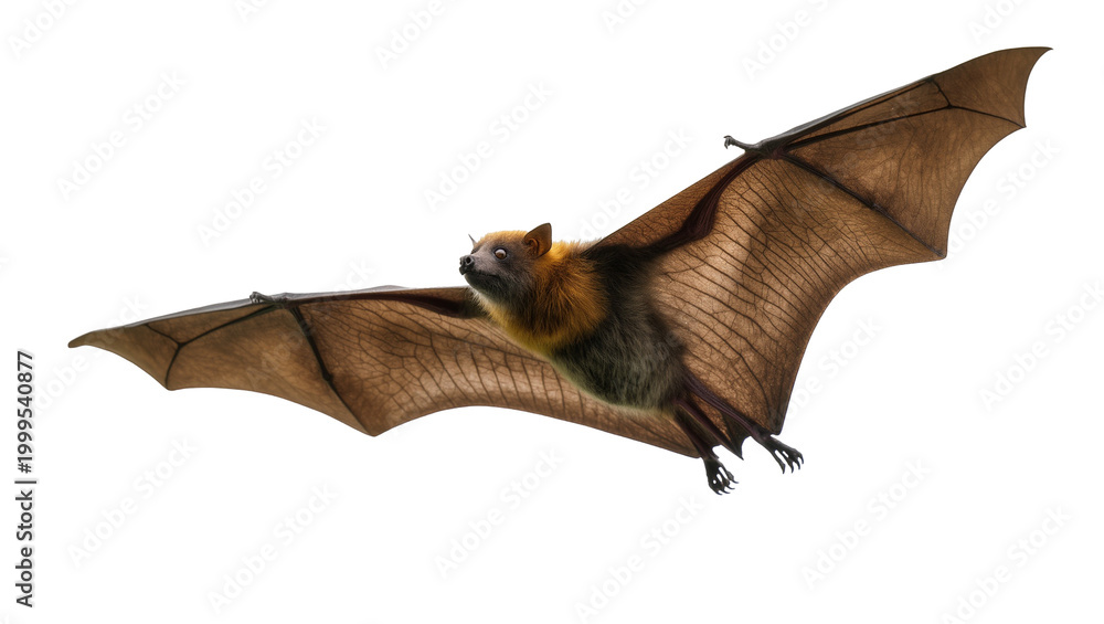 Fototapeta premium Flying Brown Fruit Bat with Extended Wings and Dark Fur