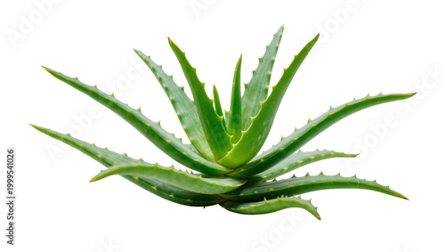 Vibrant green Aloe Vera plant with spiky leaves and succulent foliage