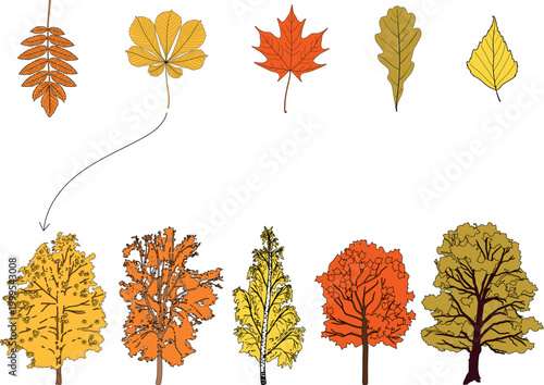 Autumn matching game for kids, find the correct tree for each leaf: Rowan (Sorbus aucuparia), Horse Chestnut (Aesculus hippocastanum), Maple (Acer platanoides), Oak (Quercus robur), Birch (Betula pend