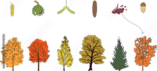 Educational matching game of trees and seeds in flat style: Horse Chestnut (Aesculus hippocastanum), Maple (Acer platanoides), Birch (Betula pendula), Oak ( Quercus robur), Spruce (Picea abies), Rowan