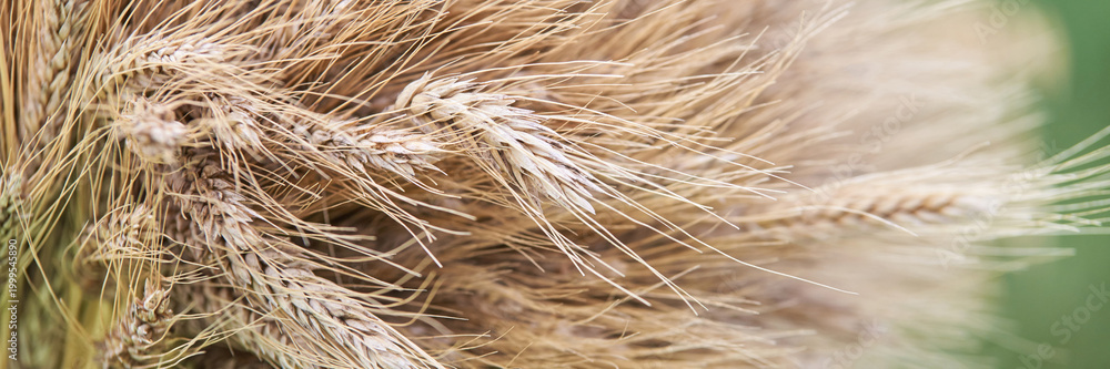Obraz premium Close Up Detailed Cluster Of Dry Wheat Heads And Long Awns With Fine Hair Like Textures Against Soft Green Background.