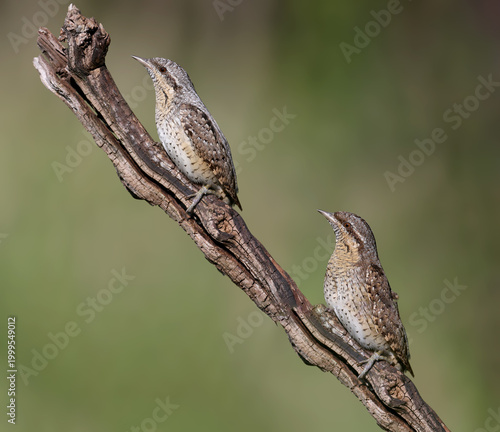 Unusual shot of a Eurasian Wryneck (Jynx torquilla) pair, showing subtle sexual dimorphism in plumage.