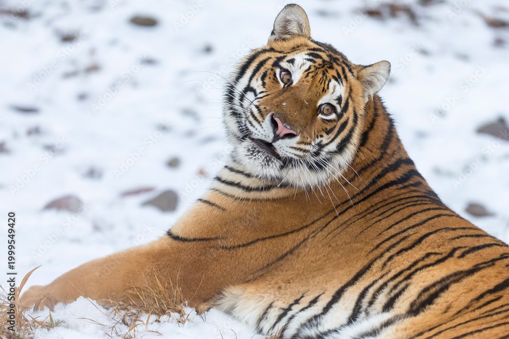 Obraz premium Winter Shadow: A Bengal Tiger on the Hunt