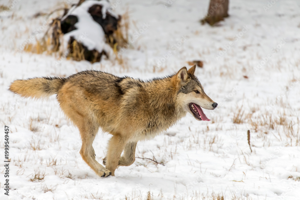 Fototapeta premium Winter Unity: Tundra Wolves Bound by Trust Before the Hunt