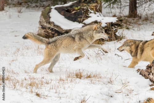 Winter Unity: Tundra Wolves Bound by Trust Before the Hunt