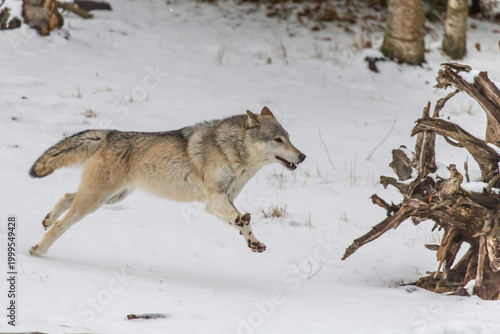 Winter Unity: Tundra Wolves Bound by Trust Before the Hunt