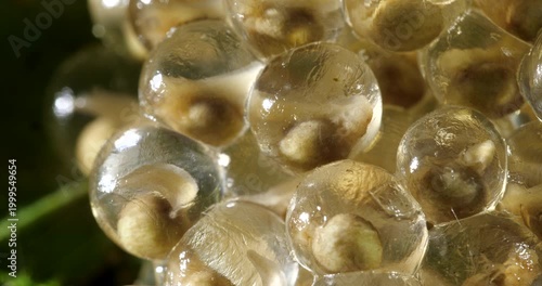 Clutch of eggs  of the Amazonian Monkey Frog (Agalychnis hulli), Suspended on a leaf above a pool in the rainforest. The tadpoles are developing within the transparent egg membrane. Amazonian Ecuador