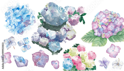 Watercolor drawing of beautiful lilac hydrangea flowers elements set