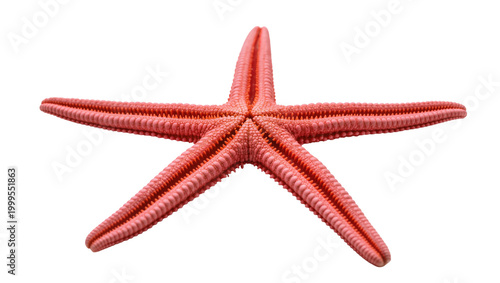 Photography Reddish-brown textured starfish with five arms and small spines