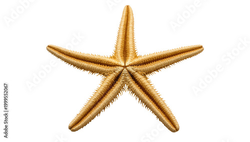 Foto Golden Spiny Sea Star with Textured Arms and Central Disc
