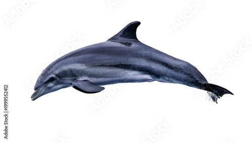 Valokuva Gray sleek Dolphin swimming side view with dark dorsal fin