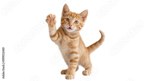 Cuadro en lienzo Orange tabby kitten paw raised playful expression