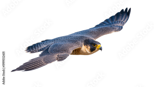 Tableau sur toile Gray Falcon in Flight with Blue Wingtips and Sharp Yellow Eyes