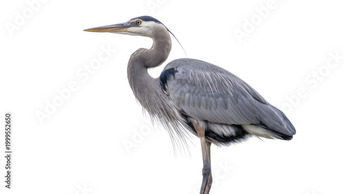 Photos Gray Great Blue Heron Standing with Long Yellow Beak and Legs