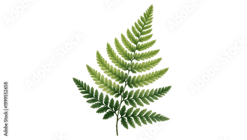 Εκτύπωση καμβά Vibrant green fern frond with delicate leaflets and slender stem