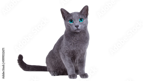 Photos Gray Russian Blue Cat Sitting Facing Forward with Bright Blue Eyes