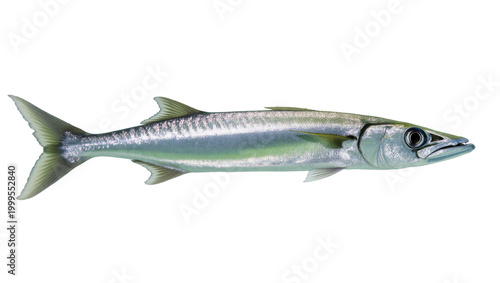 Canvas-taulu Long silvery Barracuda Fish with dark eye and pointed snout