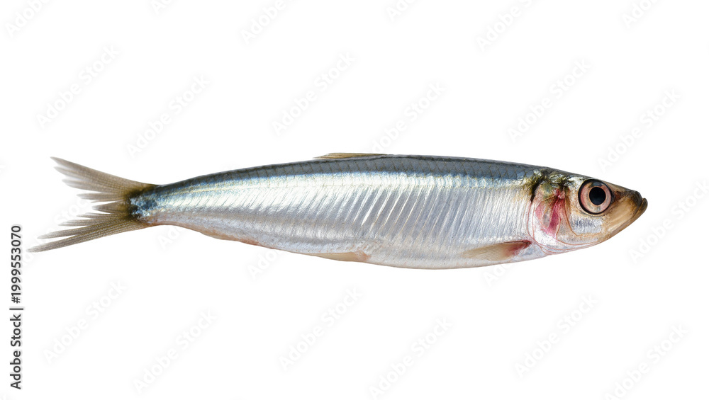 Fototapeta premium Silver fresh Sardine Fish with Dark Eyes and Grey Fins