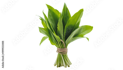 Tableau sur toile Bound bunch of fresh green wild garlic leaves