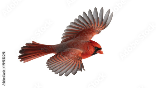 Fotografía Red Northern Cardinal Bird Flying with Extended Wings