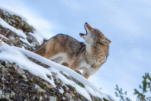 Foto Winter Howl: Lone Coyote Navigates Montana’s Snowy Peaks