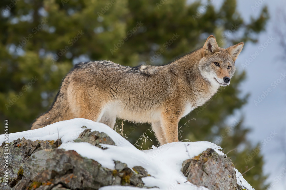 Obraz premium Silent Tracker: Coyote on the Hunt in Montana’s Winter Mountains