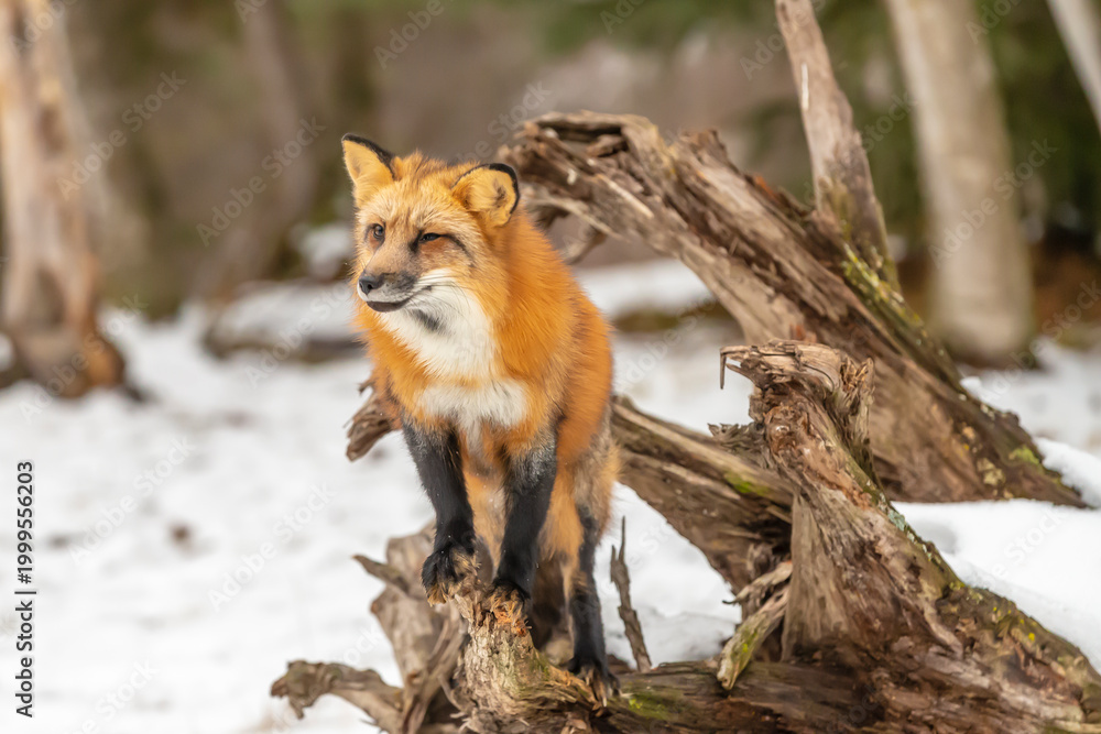 Obraz premium Winter Chase: Red Fox on the Hunt in Snowy Terrain