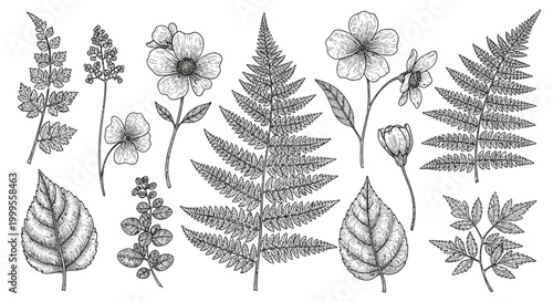 Botanical Illustration: Ferns, Flowers, and Leaves Hand-Drawn Sketch