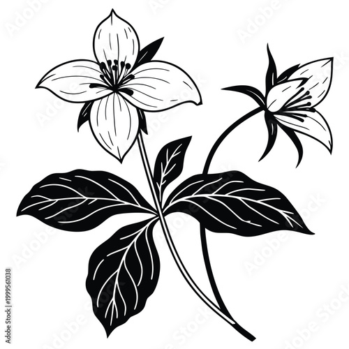 Tableau sur toile trillium silhouette on white background