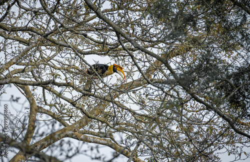 Great hornbill (Buceros bicornis), also known as the concave-casqued hornbill, great Indian hornbill or great pied hornbill, is one of the larger members of the hornbill family. 