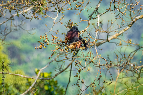 Indian giant squirrel or Malabar giant squirrel (Ratufa indica)