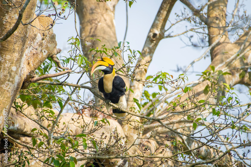 Great hornbill (Buceros bicornis), also known as the concave-casqued hornbill, great Indian hornbill or great pied hornbill, is one of the larger members of the hornbill family. 