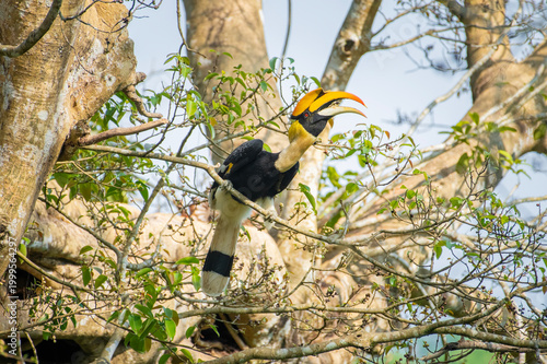 Great hornbill (Buceros bicornis), also known as the concave-casqued hornbill, great Indian hornbill or great pied hornbill, is one of the larger members of the hornbill family. 