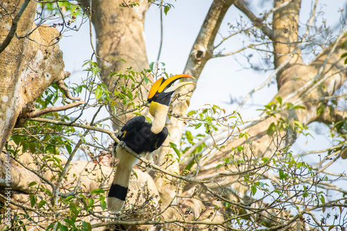 Great hornbill (Buceros bicornis), also known as the concave-casqued hornbill, great Indian hornbill or great pied hornbill, is one of the larger members of the hornbill family. 