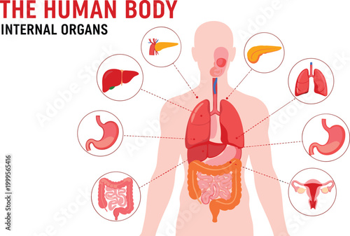 Human anatomy illustration depicting internal organs including lungs liver and stomach high quality professional detailed modern elegant stylish clean crisp vibrant