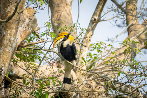 Great hornbill (Buceros bicornis), also known as the concave-casqued hornbill, great Indian hornbill or great pied hornbill, is one of the larger members of the hornbill family. 