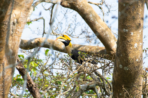 Great hornbill (Buceros bicornis), also known as the concave-casqued hornbill, great Indian hornbill or great pied hornbill, is one of the larger members of the hornbill family. 
