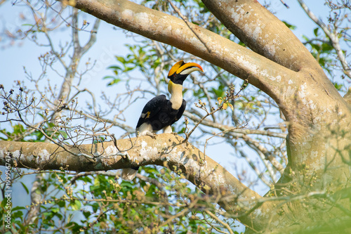 Great hornbill (Buceros bicornis), also known as the concave-casqued hornbill, great Indian hornbill or great pied hornbill, is one of the larger members of the hornbill family. 