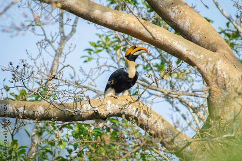 Great hornbill (Buceros bicornis), also known as the concave-casqued hornbill, great Indian hornbill or great pied hornbill, is one of the larger members of the hornbill family. 