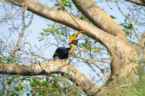 Great hornbill (Buceros bicornis), also known as the concave-casqued hornbill, great Indian hornbill or great pied hornbill, is one of the larger members of the hornbill family. 