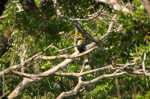 Great hornbill (Buceros bicornis), also known as the concave-casqued hornbill, great Indian hornbill or great pied hornbill, is one of the larger members of the hornbill family. 