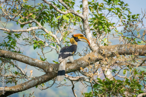 Great hornbill (Buceros bicornis), also known as the concave-casqued hornbill, great Indian hornbill or great pied hornbill, is one of the larger members of the hornbill family. 