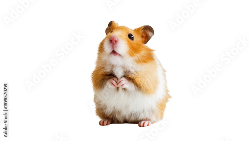 Konstfotografi Golden Syrian Hamster Sitting with Paws Clasped