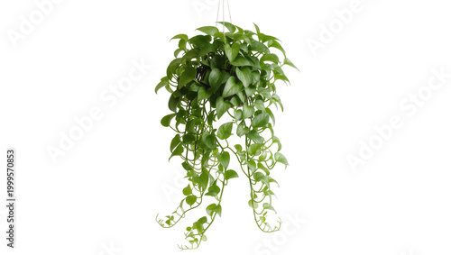 Εκτύπωση καμβά Trailing Pothos Plant in Hanging Basket with Lush Green Foliage