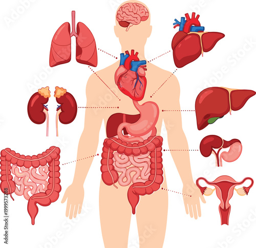 Human internal organs illustration with anatomical details and connections to the body high quality professional detailed modern elegant stylish clean crisp