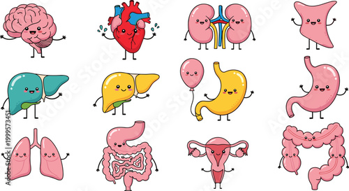 Cute cartoon human organs illustration, smiling anatomy characters brain heart lungs liver stomach kidneys intestines uterus pancreas gallbladder colon, flat vector illustration