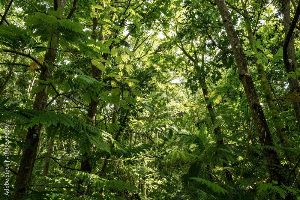 Fototapeta premium Forest canopy filled with ferns under dappled sunlight