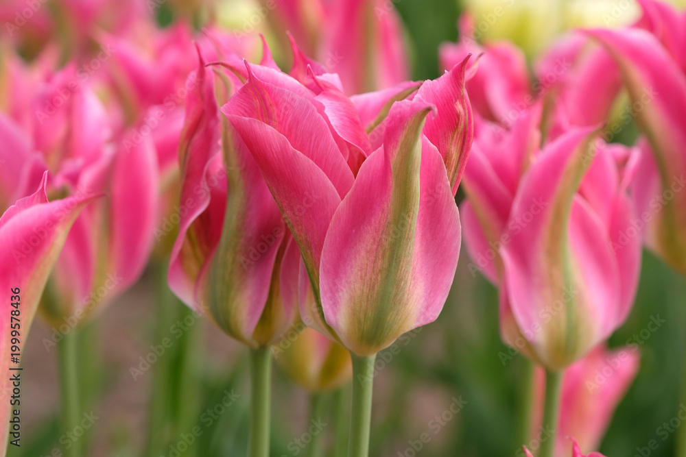 Fototapeta premium Pink and green lily flowered tulipa, tulip ‘Virichic’ in flower.