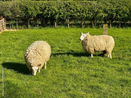 sheep and lambs